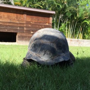 Aldabra Breeders