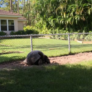 Aldabra Breeders