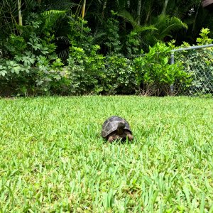 Aldabra Breeders