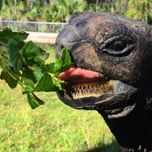 Aldabra Breeders