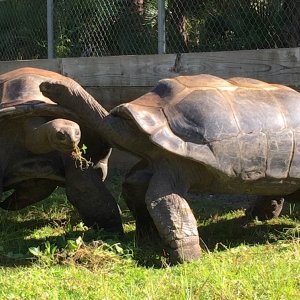 Aldabra Breeders