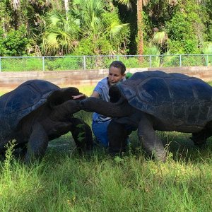 Aldabra Breeders