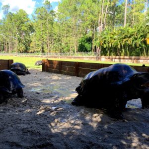 Aldabra Breeders