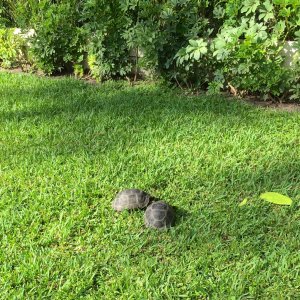 Aldabra Breeders