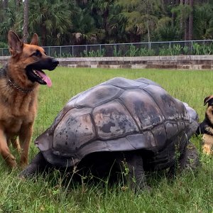 Aldabra Breeders