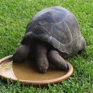 Aldabra Breeders