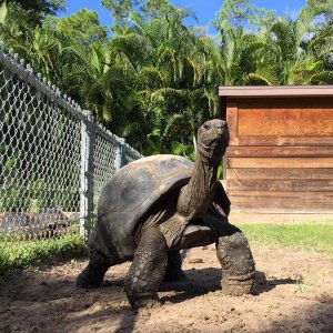 Aldabra Breeders