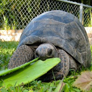 Aldabra Breeders