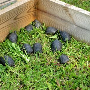 Aldabra Breeders