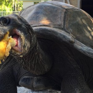Aldabra Breeders