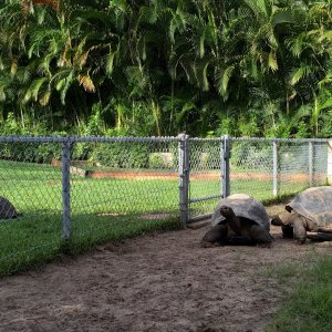 Aldabra Breeders