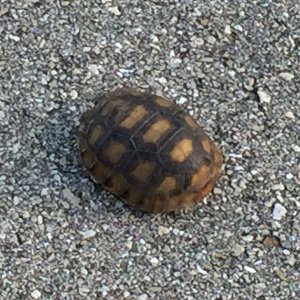Aldabra Breeders