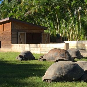 Aldabra Breeders