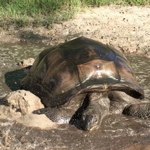 Aldabra Breeders