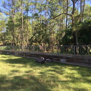 Aldabra Breeders