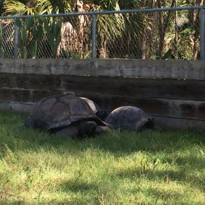 Aldabra Breeders