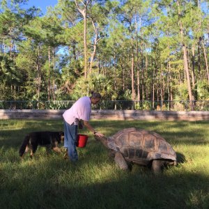 Aldabra Breeders