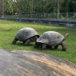 Aldabra Breeders