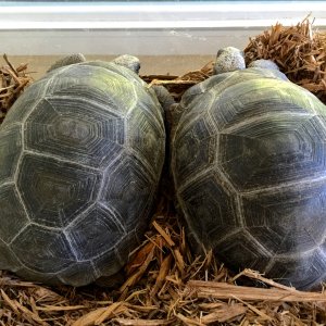 Aldabra Breeders