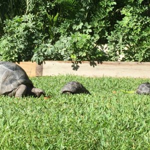 Aldabra Breeders
