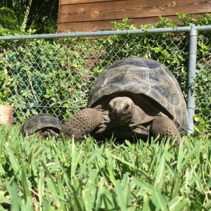 Aldabra Breeders