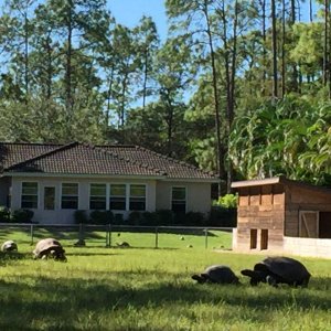 Aldabra Breeders
