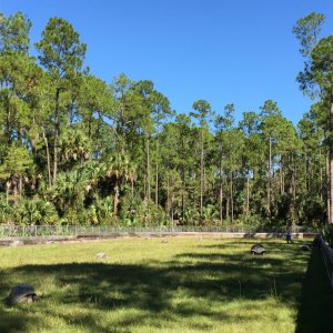 Aldabra Breeders