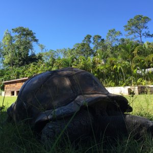 Aldabra Breeders