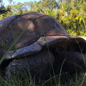 Aldabra Breeders