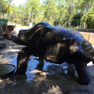 Aldabra Breeders