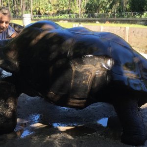 Aldabra Breeders