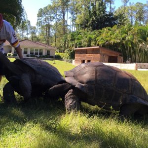 Aldabra Breeders