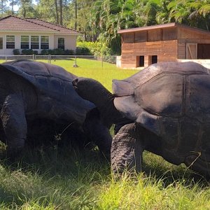 Aldabra Breeders