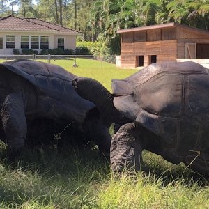Aldabra Breeders