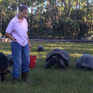 Aldabra Breeders