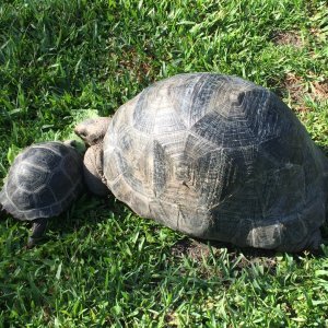 Aldabra Breeders