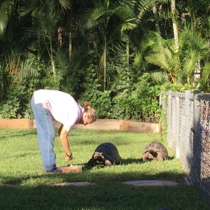 Aldabra Breeders