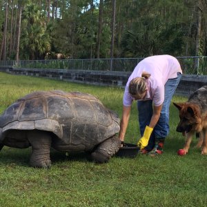 Aldabra Breeders