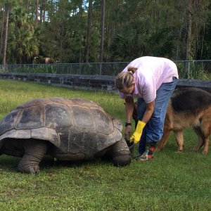 Aldabra Breeders