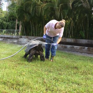 Aldabra Breeders