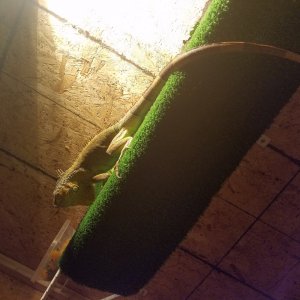 18 month old green iguana