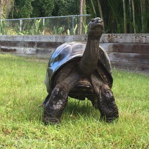 Aldabra Breeders