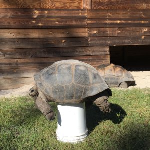Aldabra Breeders