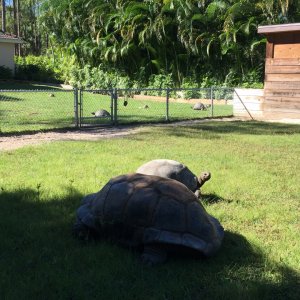 Aldabra Breeders