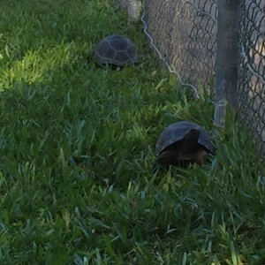 Aldabra Breeders