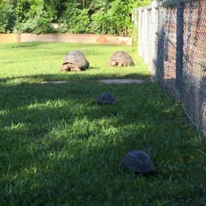 Aldabra Breeders