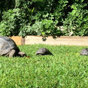 Aldabra Breeders