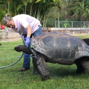 Aldabra Breeders