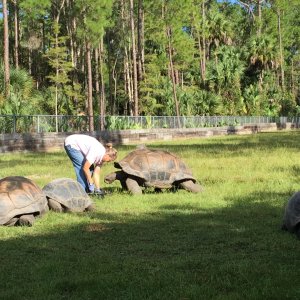 Aldabra Breeders