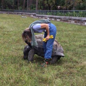 Aldabra Breeders